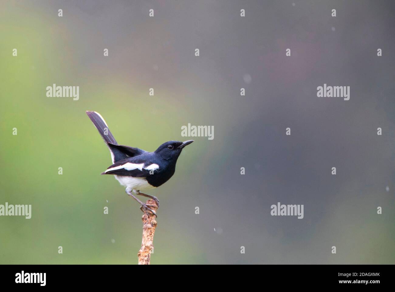 Oriental Magpie-Robin, magpie robin (Copsychus saularis), male perching on a branch, India Stock Photo