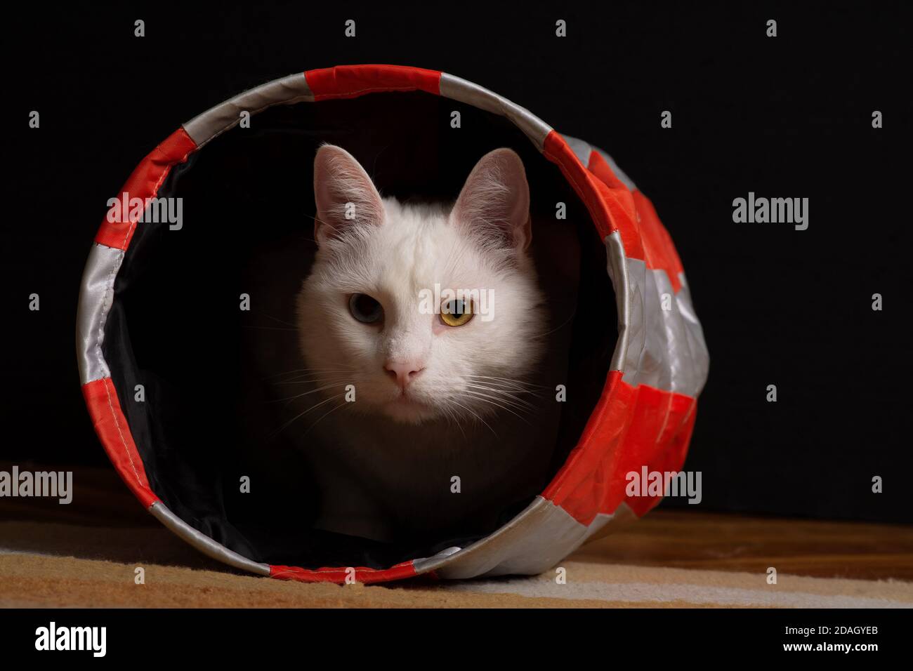 Beautiful white house cat with heterochromia iridum is lurking from the depth of a cat tunnel. Stock Photo