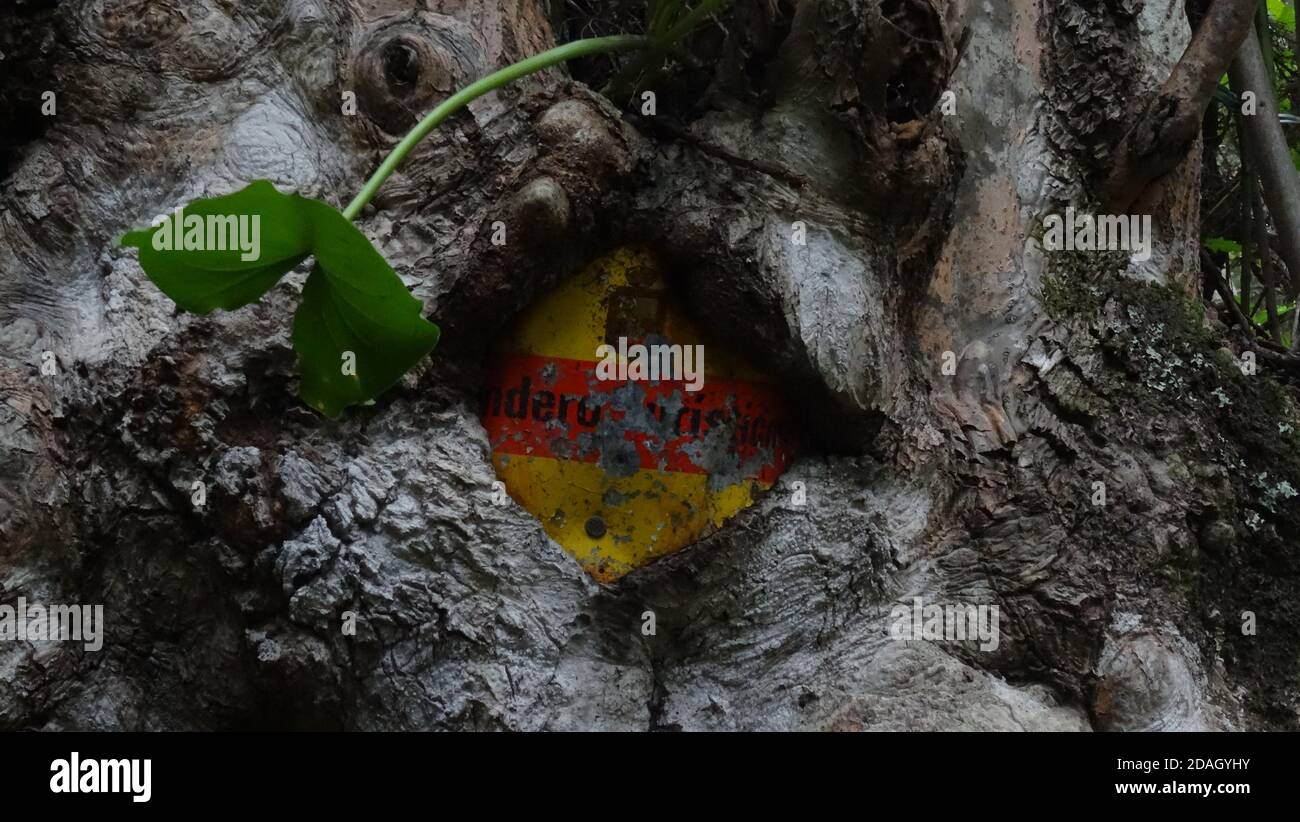 Hiking sign stuck inside of tree growing around it Stock Photo