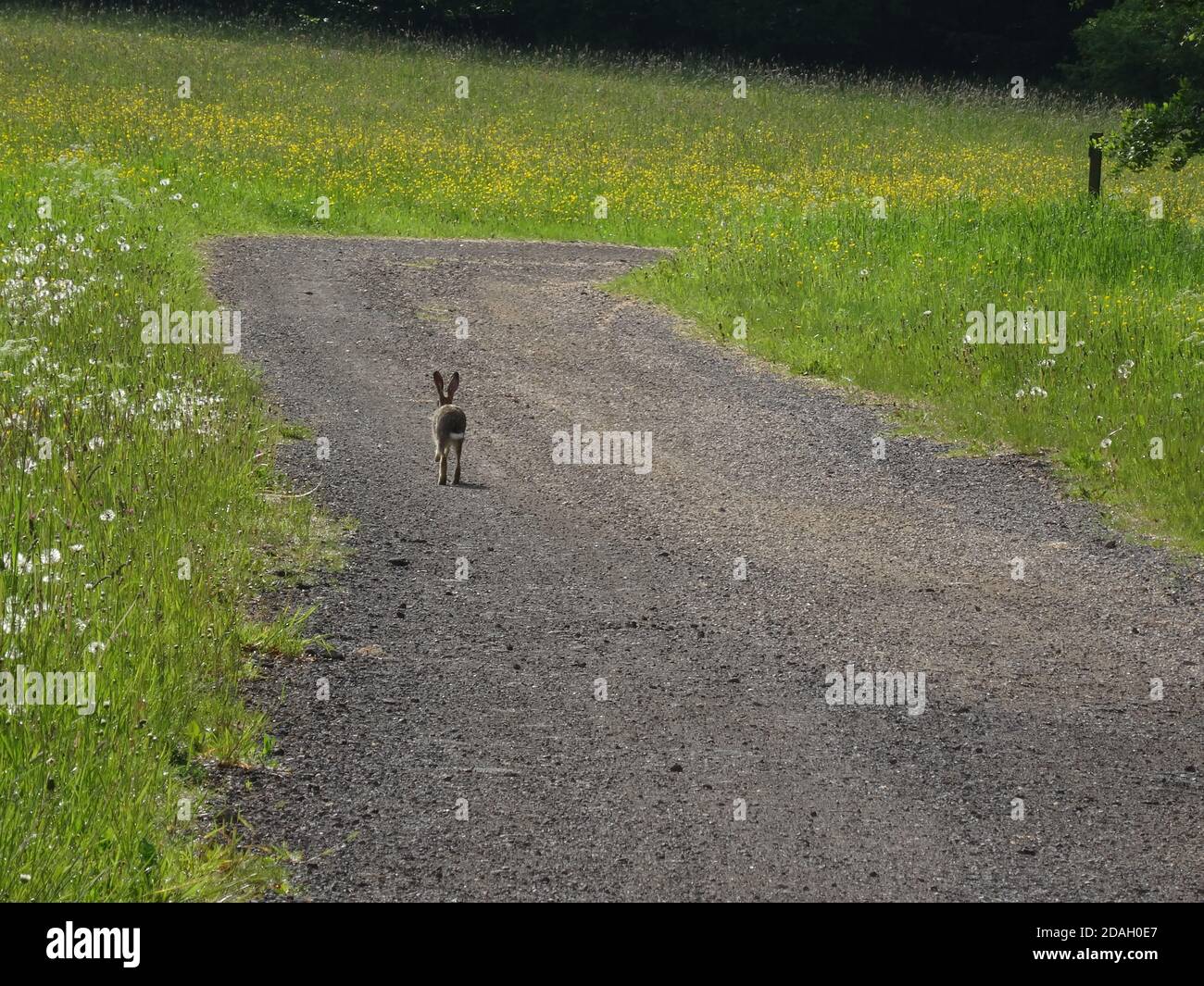 A wild rabbit running away on a meadow sided gravel road Stock Photo