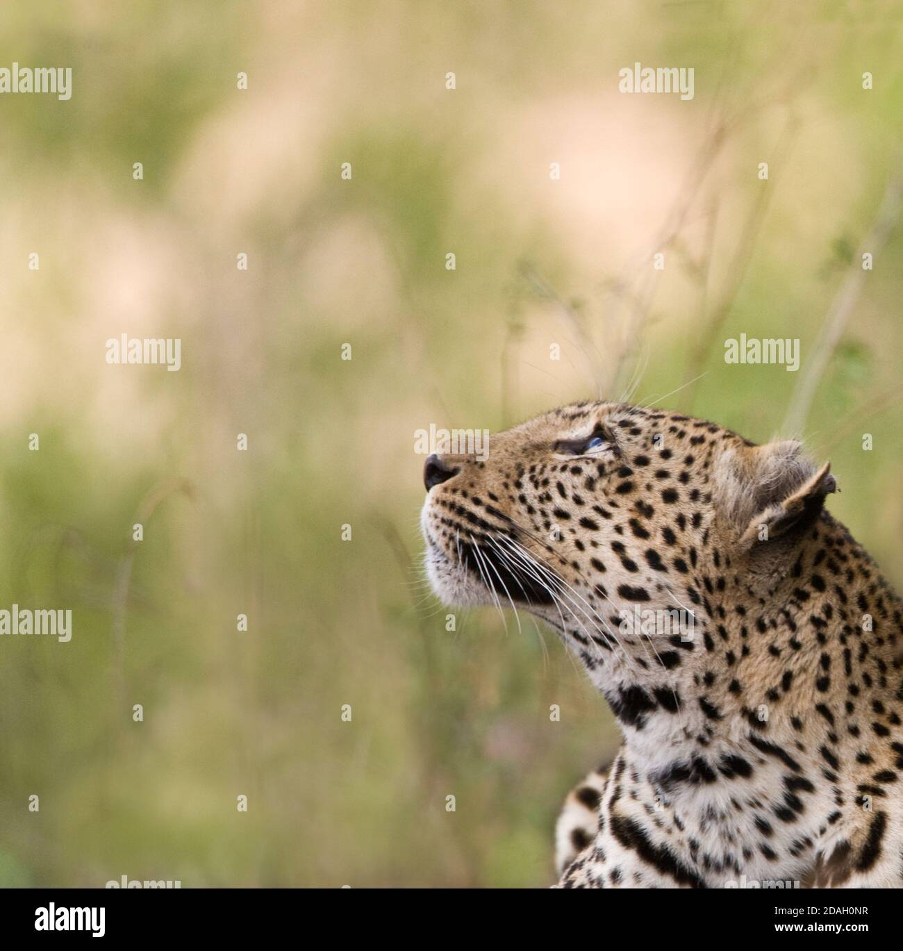 Leopard, Kruger National Park, South Africa Stock Photo