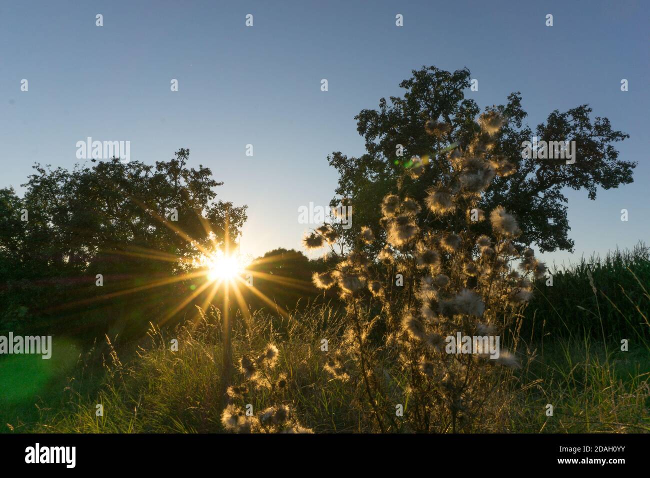 rural scene with sun star at golden hour on meadow with trees Stock Photo