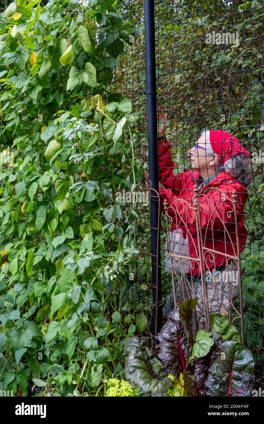 Issaquah, Washington, USA.  Woman harvesting Rattlesnake pole green beans. Stock Photo