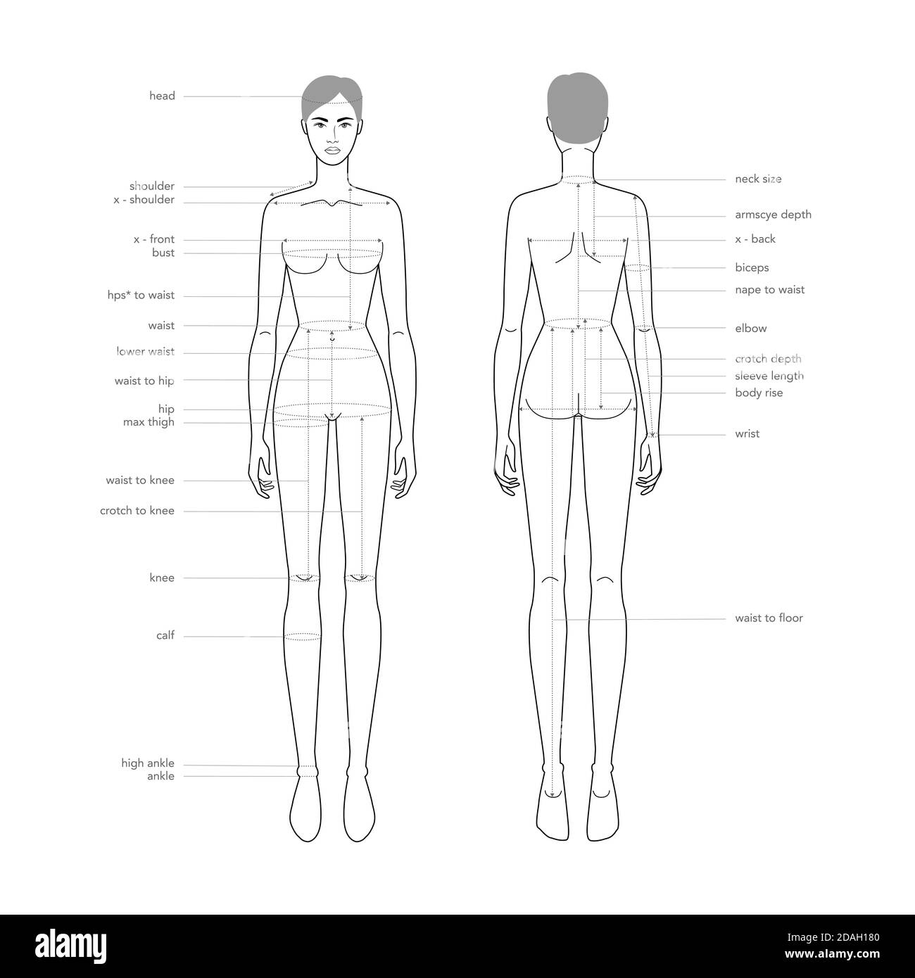 Women body parts terminology measurements Illustration for clothes and  accessories production fashion lady size chart. 9 head girl for site and  online shop. Human body infographic template Stock Vector Image & Art -