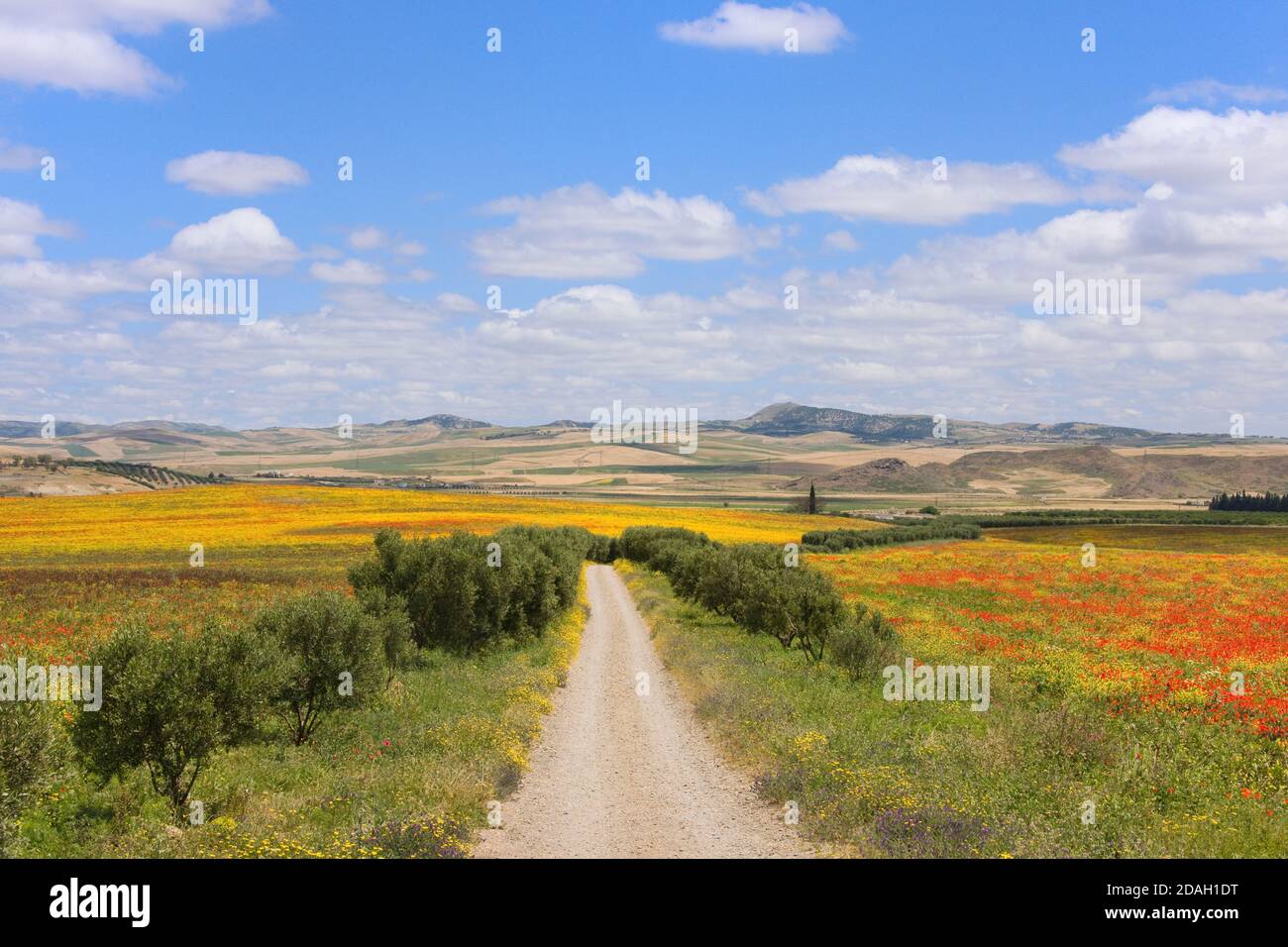 Path through meadow of poppy and wild flowers in the Riff Mountains, Morocco Stock Photo