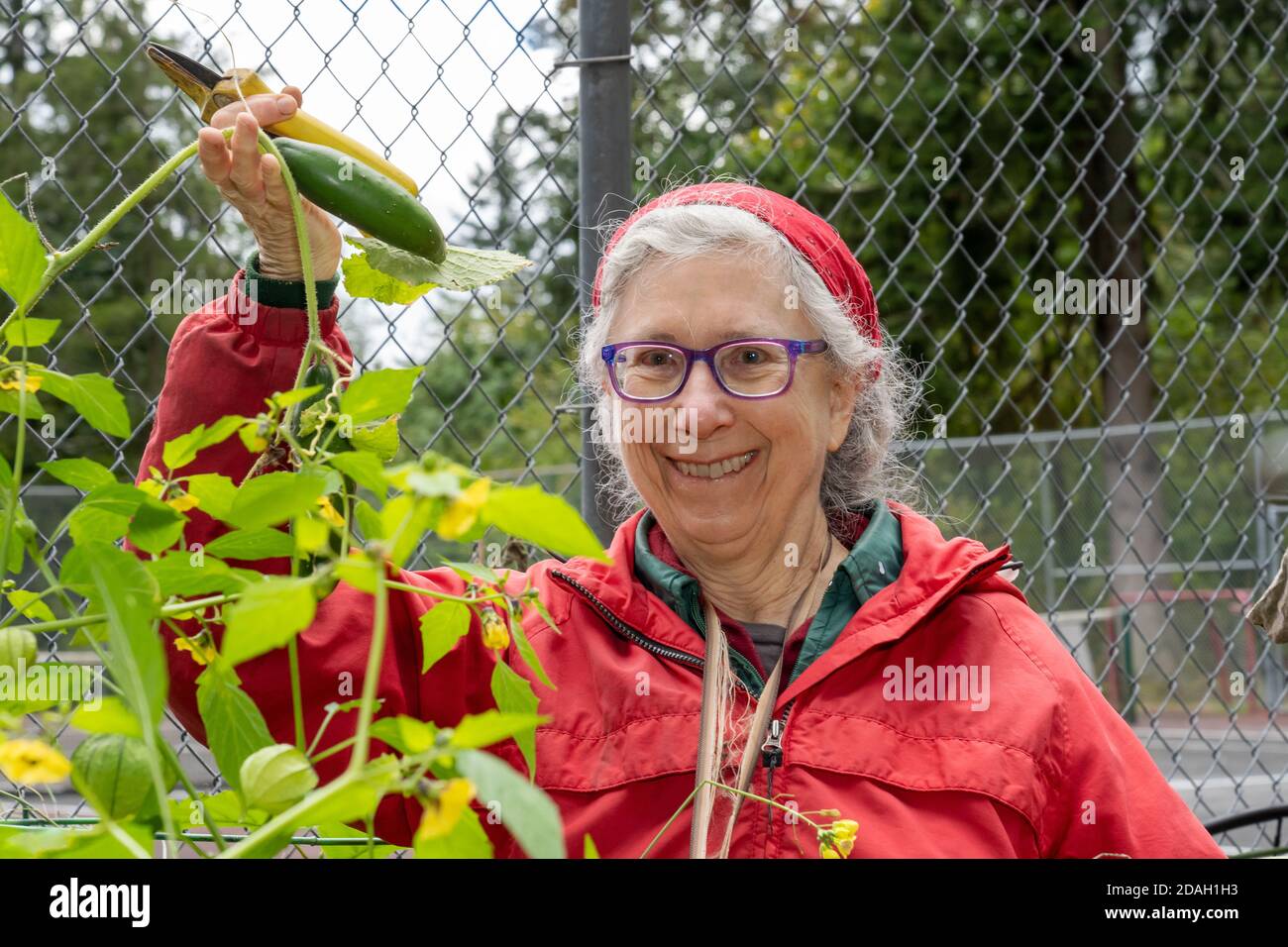 Issaquah, Washington, USA.  Woman harvesting cucumbers. Stock Photo