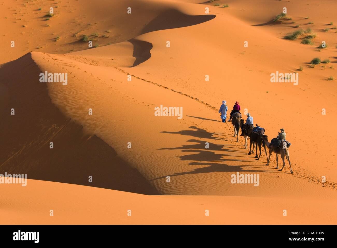 Camel caravan in Sahara Desert, Erg Chebbi, Morocco Stock Photo