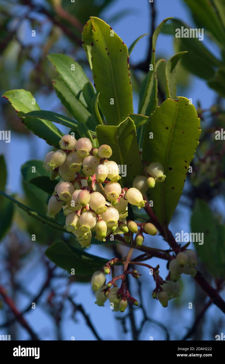 Strawberry tree (Arbutus unedo) light coloured and bell like flowers hanging on a small twig with a group of leaves seen from below against a blue sky Stock Photo