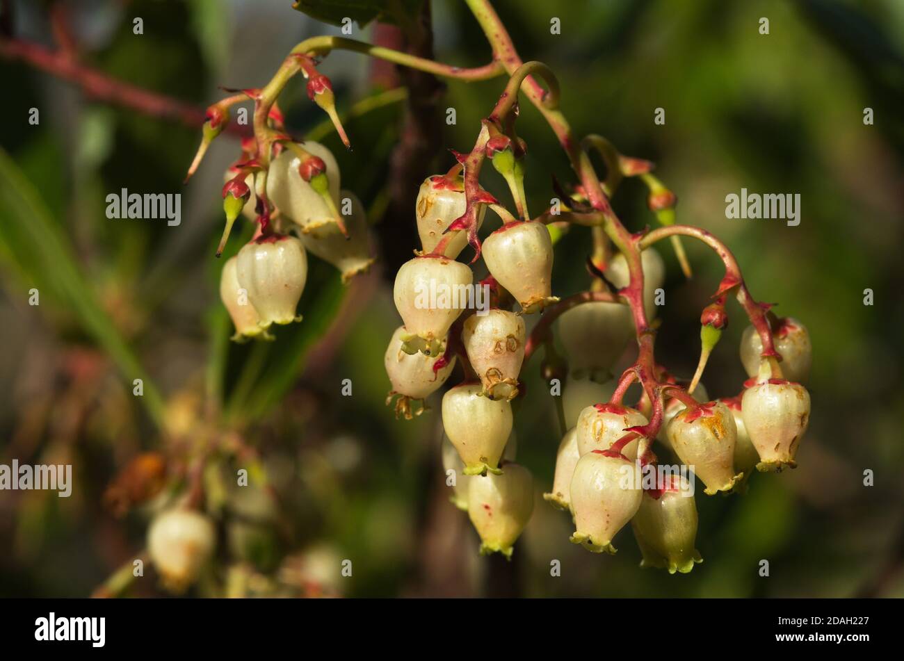 Strawberry tree (Arbutus unedo) light coloured and bell like flowers hanging on a small twig against a natural background. Parque Natural da Arrabida, Stock Photo