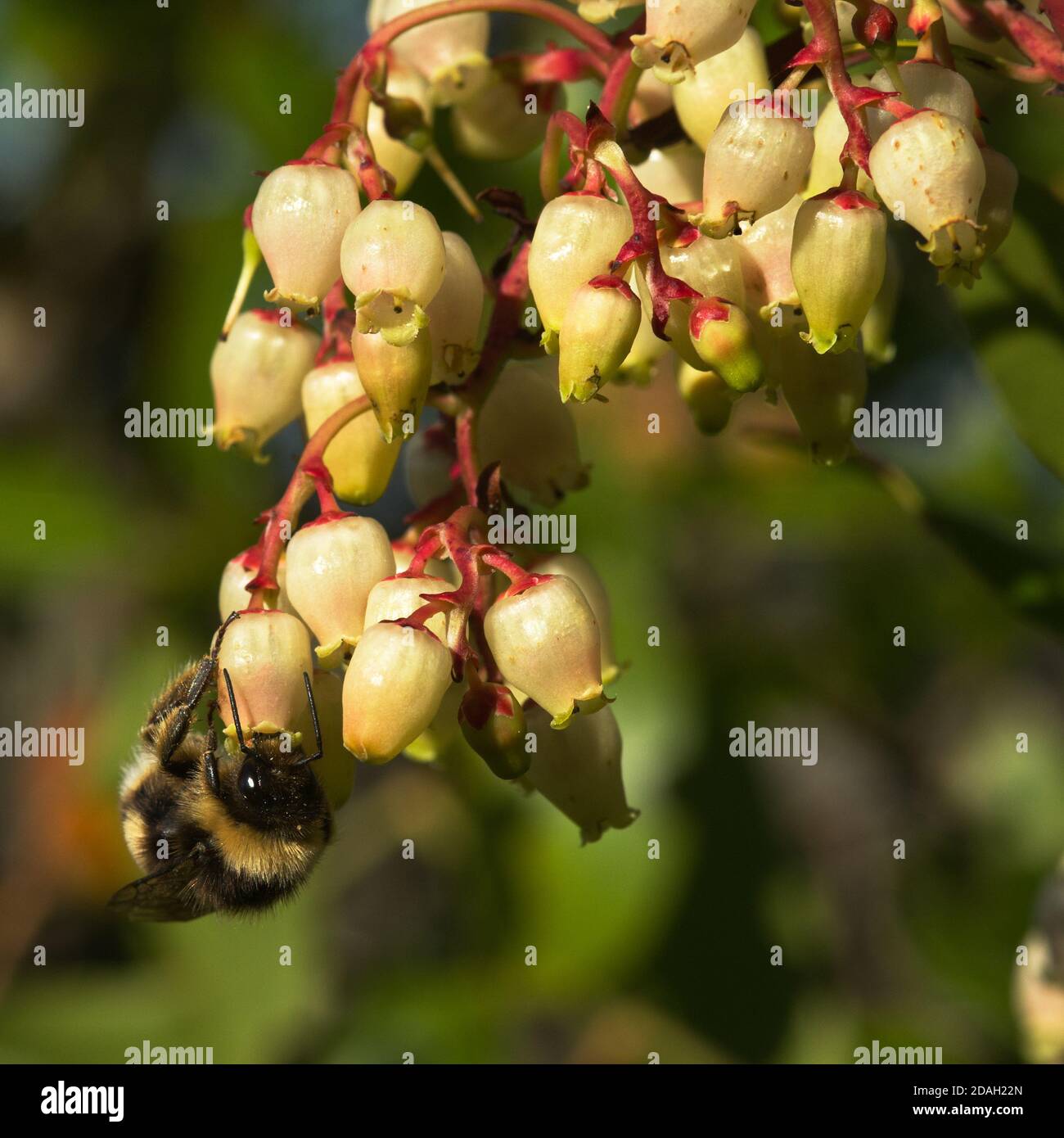 Strawberry tree (Arbutus unedo) light coloured and bell like flowers being pollinated by a large garden bumblebee (Bombus ruderatus) against a natural Stock Photo