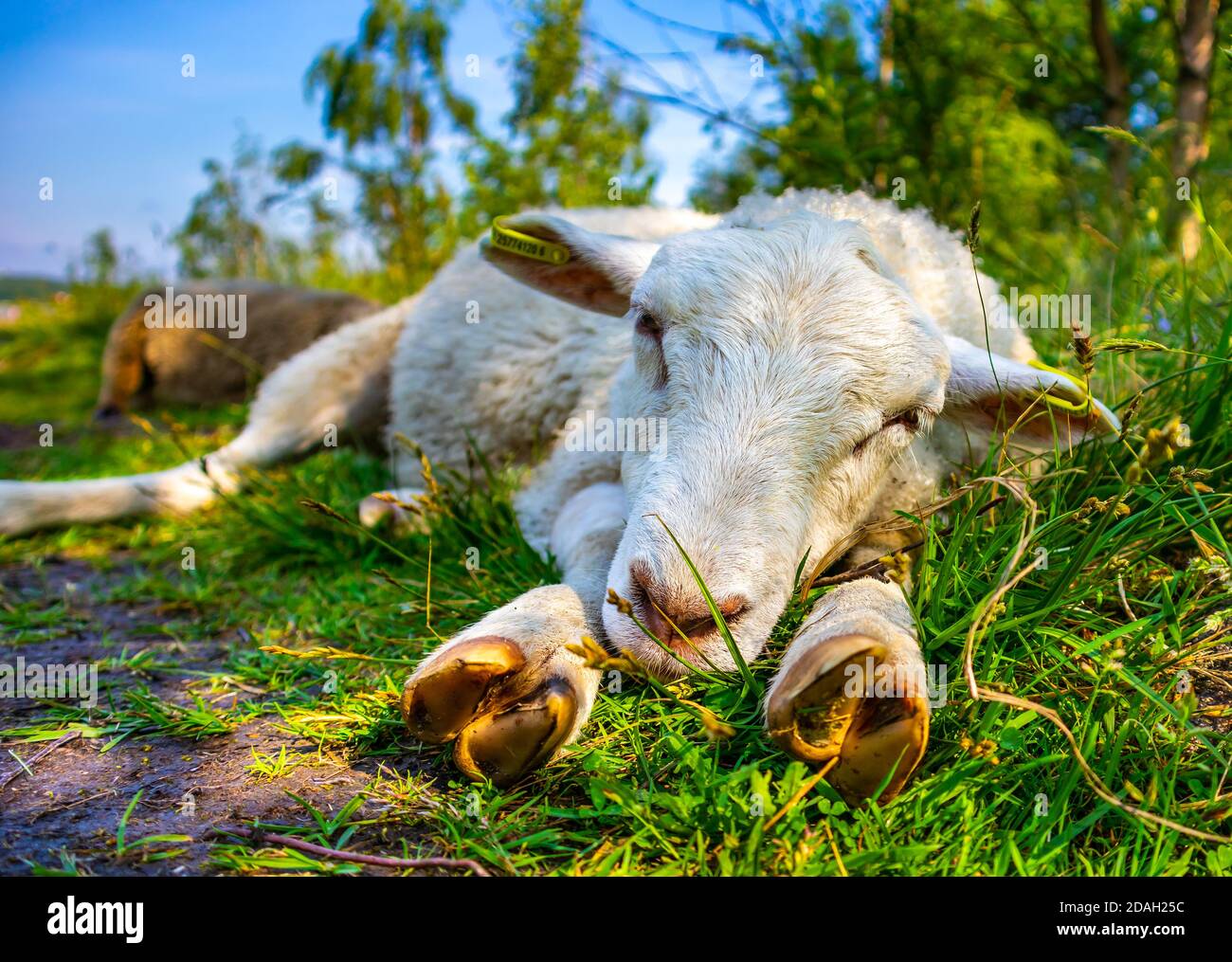 Lamb looking into the camera and putting head on legs. Being sad. Sheep in meadow at sunny day. Vegan motivation. Poor animal. Cute white sheep, field. Stock Photo