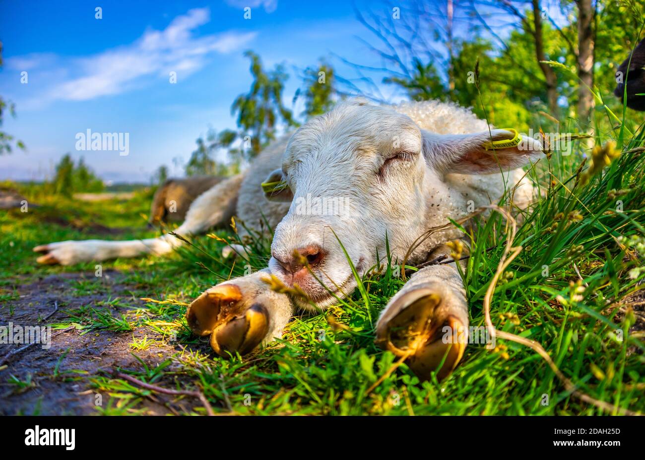 Close-up of cute white sheep sleeping on green grass in field. Happy lamb laying and relaxing at nature, meadow. Sunny day. livestock. Faming concept. Stock Photo