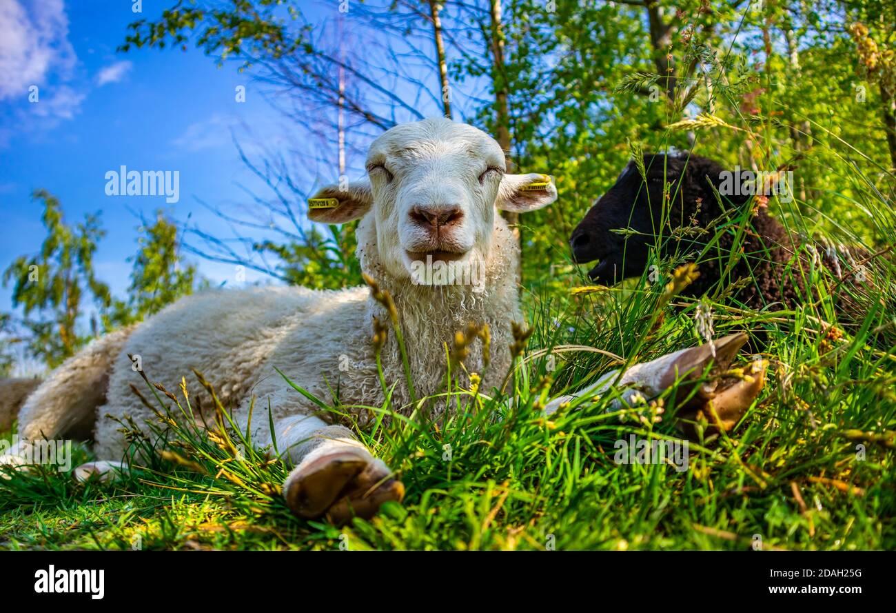 Cute happy white sheep laying in the green grass and enjoying life in field. Sunny day in meadow. Relaxing at nature in summer. Farming. Funny animals Stock Photo