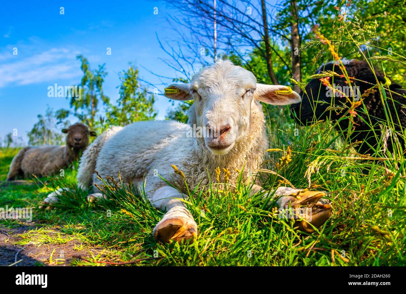 Livestock. Cute white sheep looking into camera. Herd of sheep at sunny day in green meadow. Lambs laying in green grass at field. Farm Country summer Stock Photo