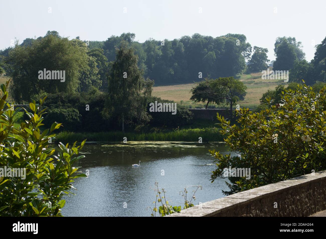 A swan swimming on a waterlily strewn lake, surrounded by trees, grass, woodlands, meadow and a stone wall: a lake in the countryside Stock Photo