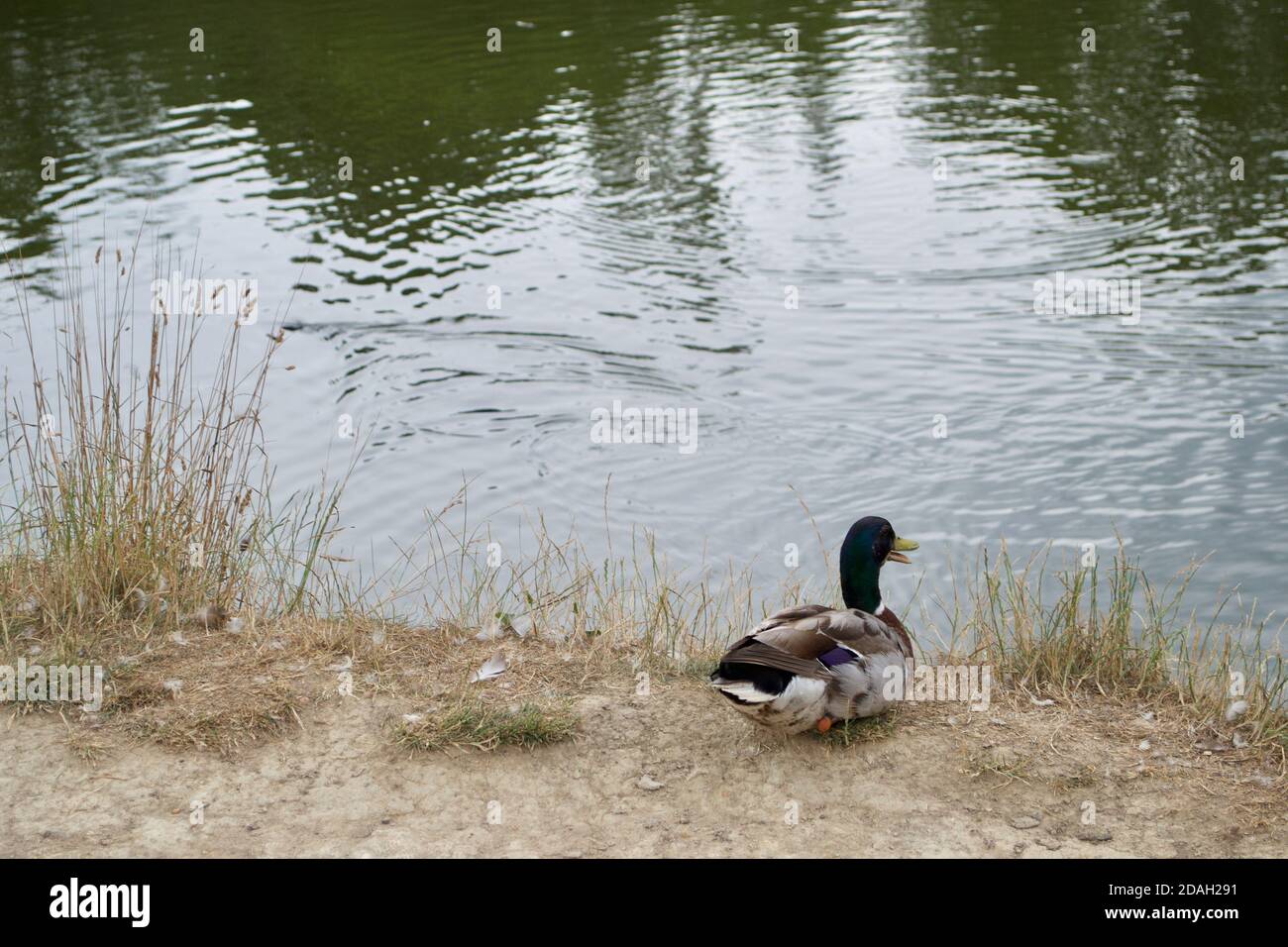 A male mallard duck (Anas platyrhynchos) sitting on a river bank or ...