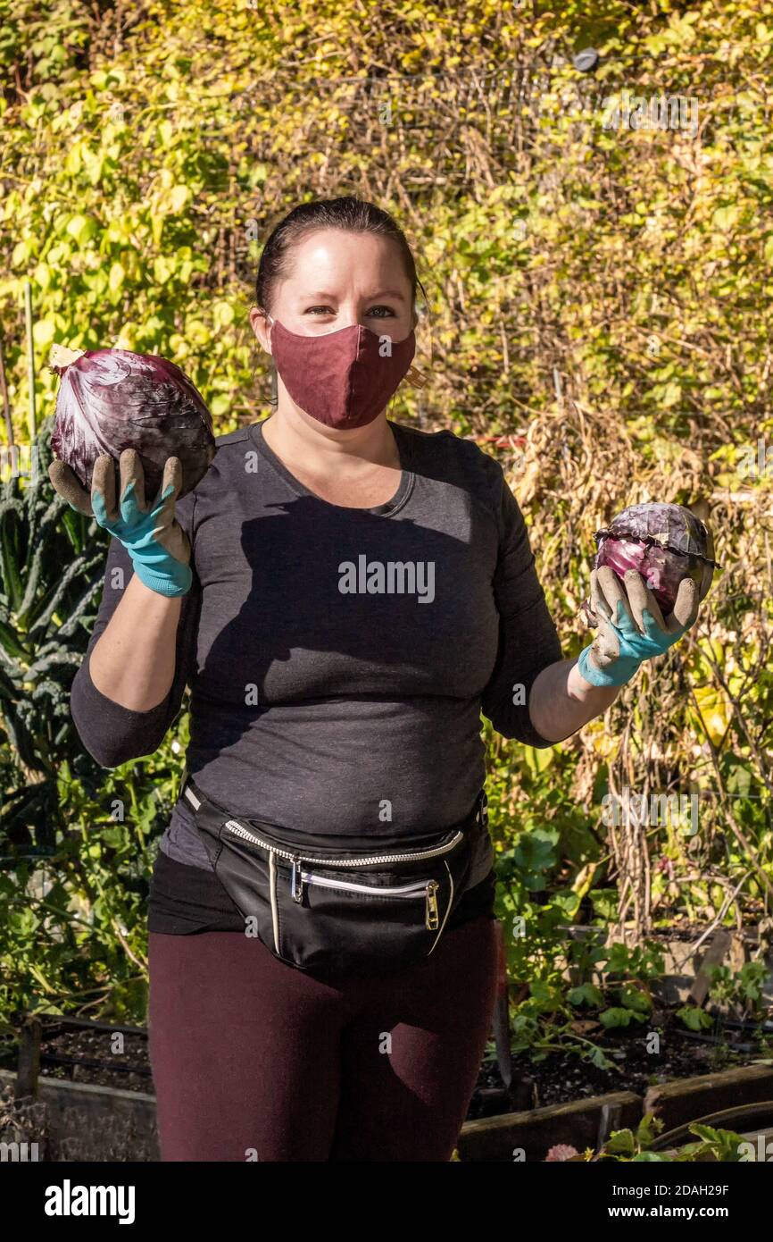 Issaquah, Washington, USA.  Woman holding two heads of freshly harvested red (purple) cabbage from a community garden. Stock Photo