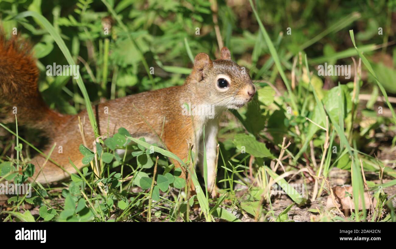 Cute squirrel 1 Stock Photo - Alamy