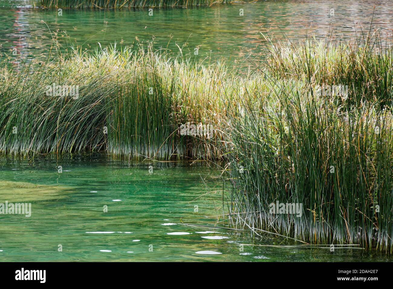 Calamus river hi-res stock photography and images - Alamy