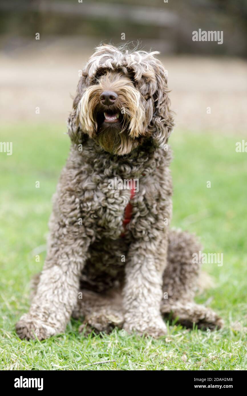 Café colored Labradoodle female puppy sitting with fur covering her eyes Stock Photo