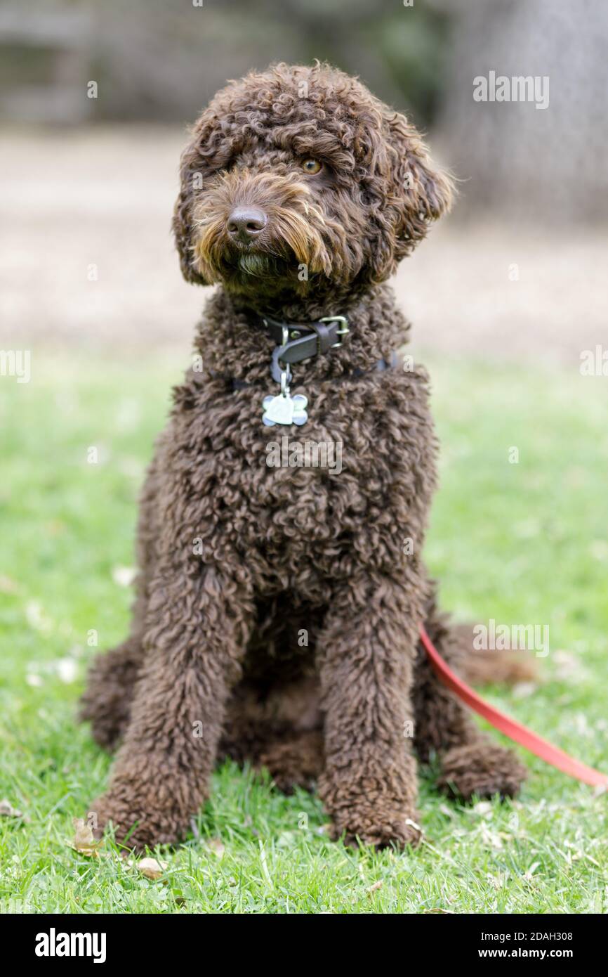 Chocolate brown Labradoodle male puppy sitting and looking a way Stock Photo