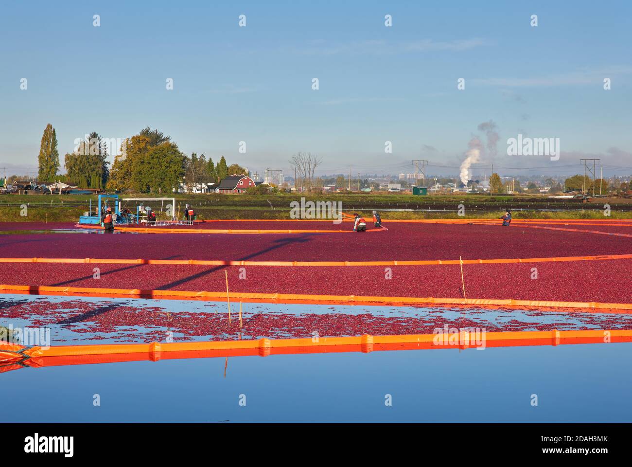 Richmond, British Columbia, Canada October 26, 2017. Cranberry