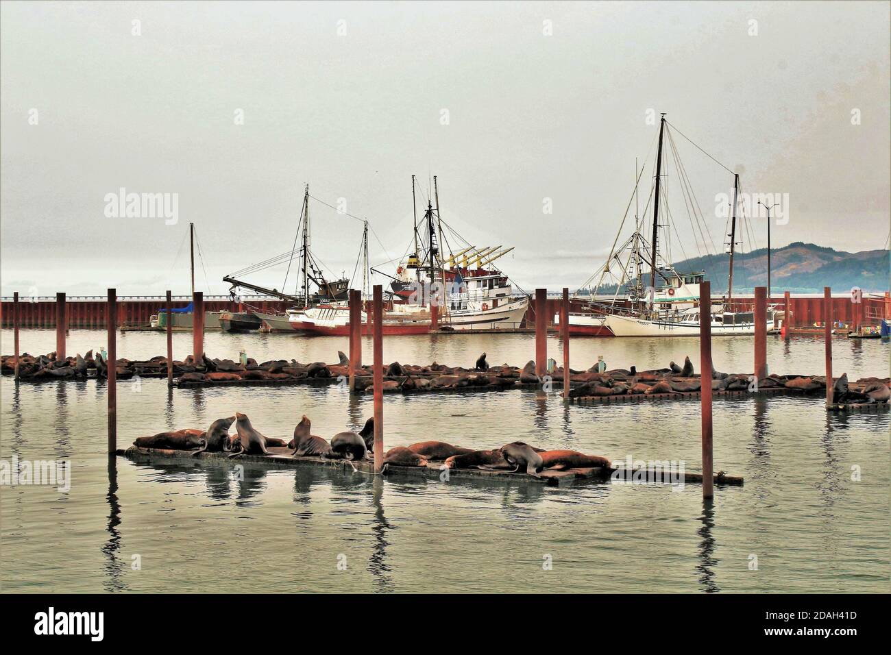 Astoria, Oregon, 9/16/17, Fishing boat docked and sea lions resting on the docks in Astoria, Oregon Stock Photo