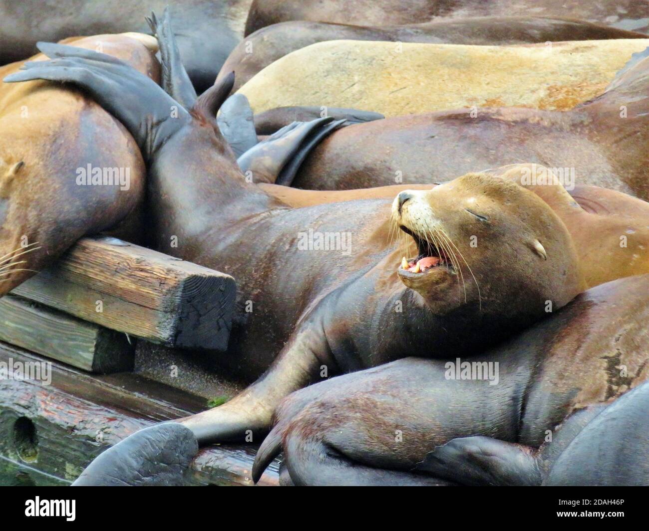 Sea lions lying on the dock in Astoria, Oregon Stock Photo