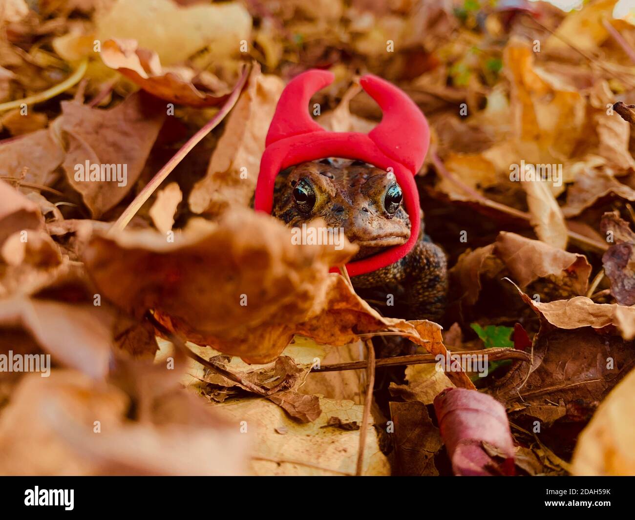 just a toad enjoying some lovely fall vibes Stock Photo