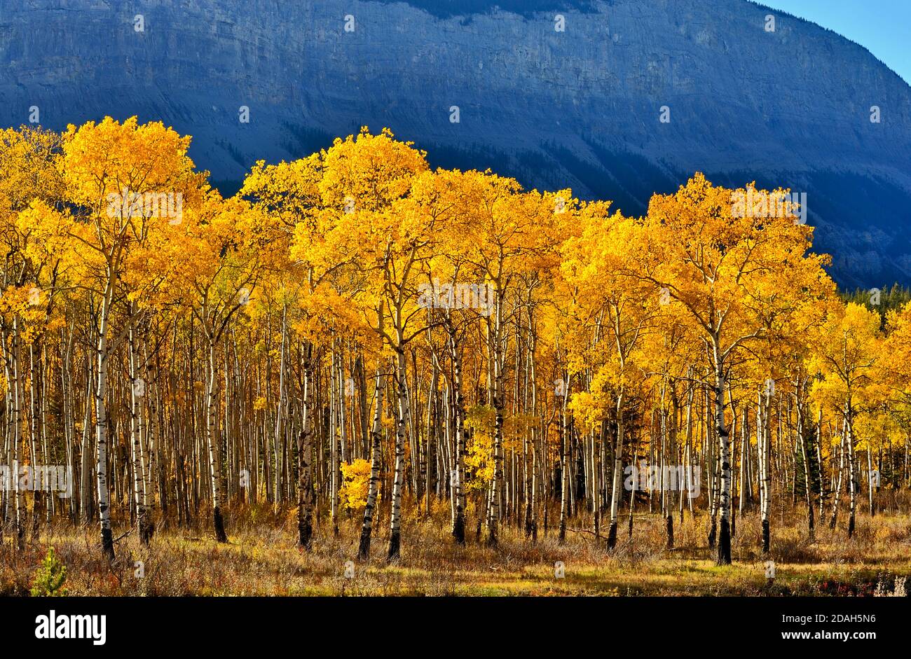 A stand of Aspen trees with their leaves in beautiful fall colors in