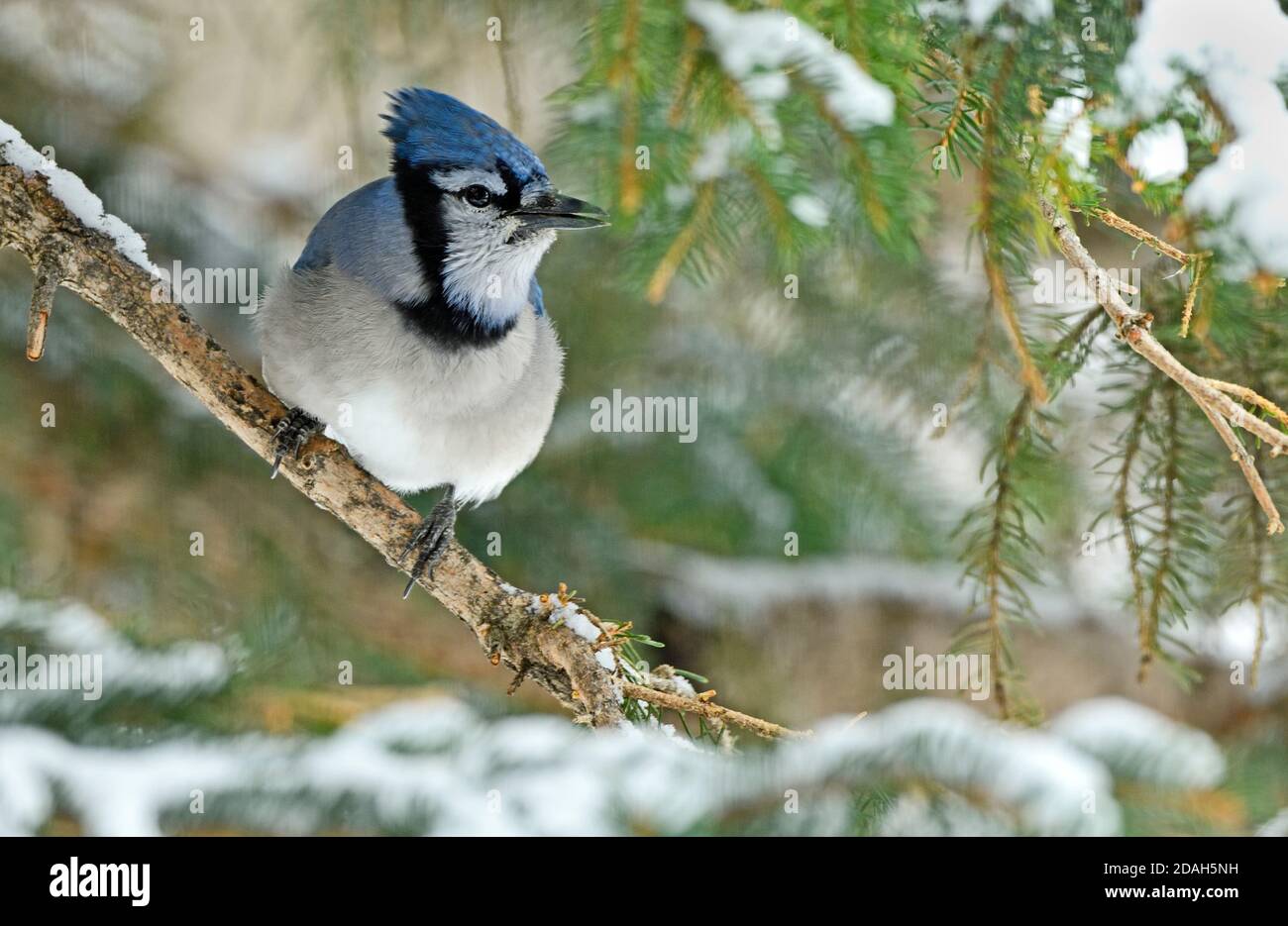An eastern Blue Jay,' Cyanocitta cristata', perched on a snow covered spruce tree branch in rural Alberta Canada Stock Photo