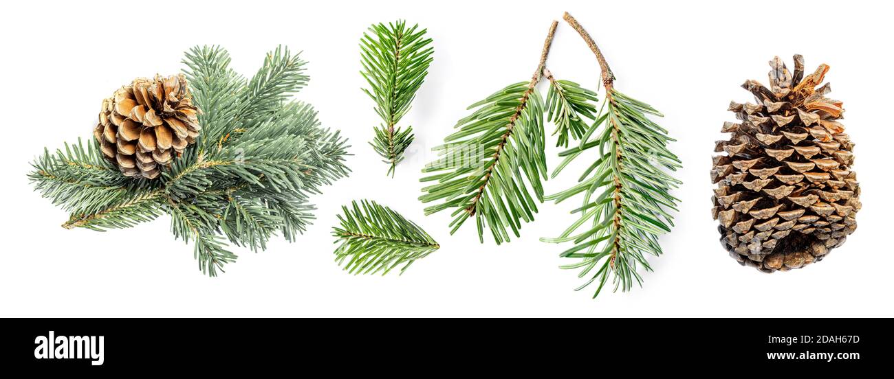 Creative layout of Fir tree branches and pine cone isolated on white ...