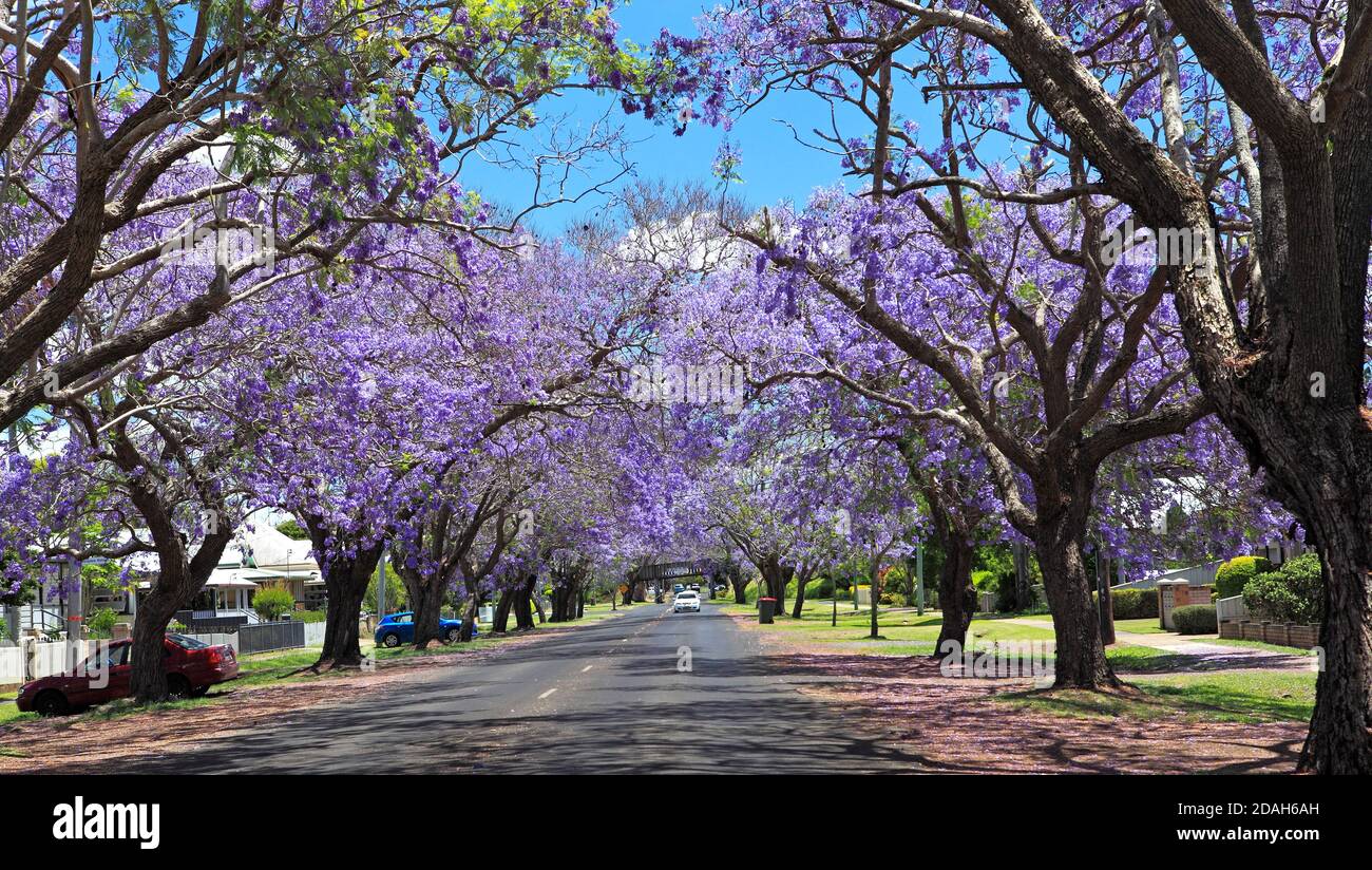 Jacaranda Avenue, with jacaranda trees, Jacaranda mimosifolia in flower forming a canopy over the road. Grafton, NSW, Australia Stock Photo