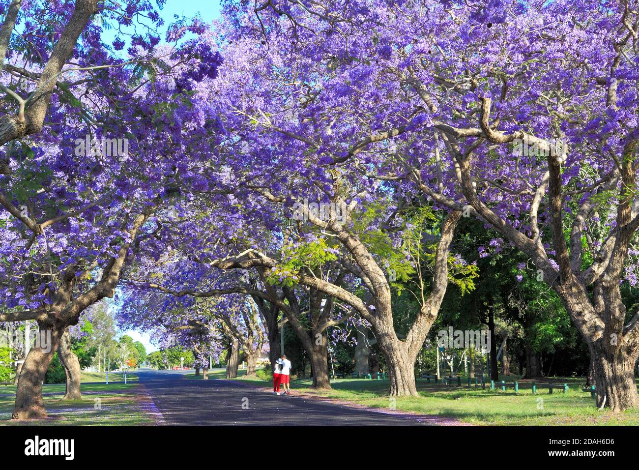 Jacaranda trees, Jacaranda mimosifolia in flower forming a canopy over the road. There are two people walking along the road. Bacon Street, Grafton, Stock Photo