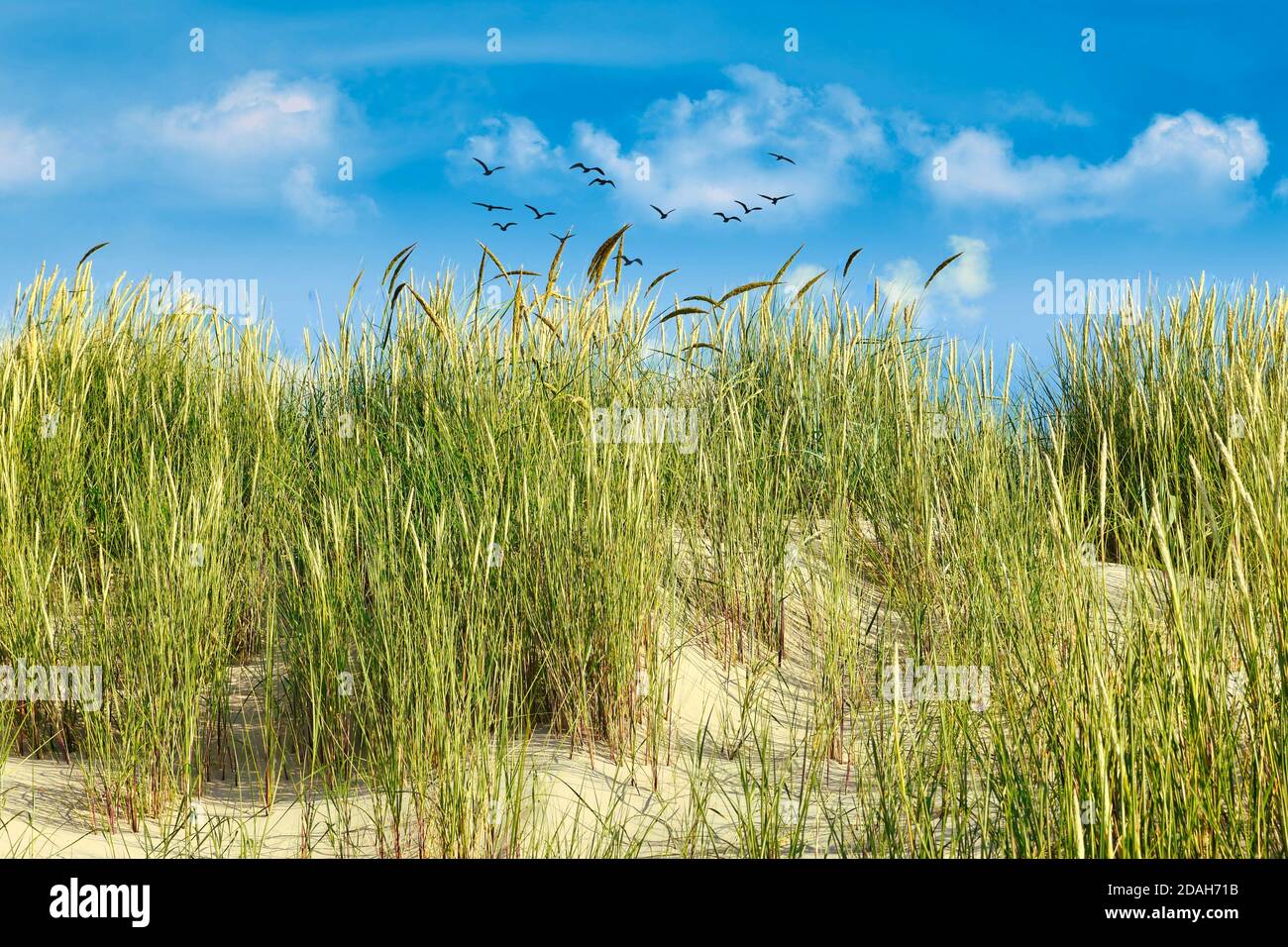 Beach grass growing on sand dune and birds in sky in Langeoog Germany. Stock Photo