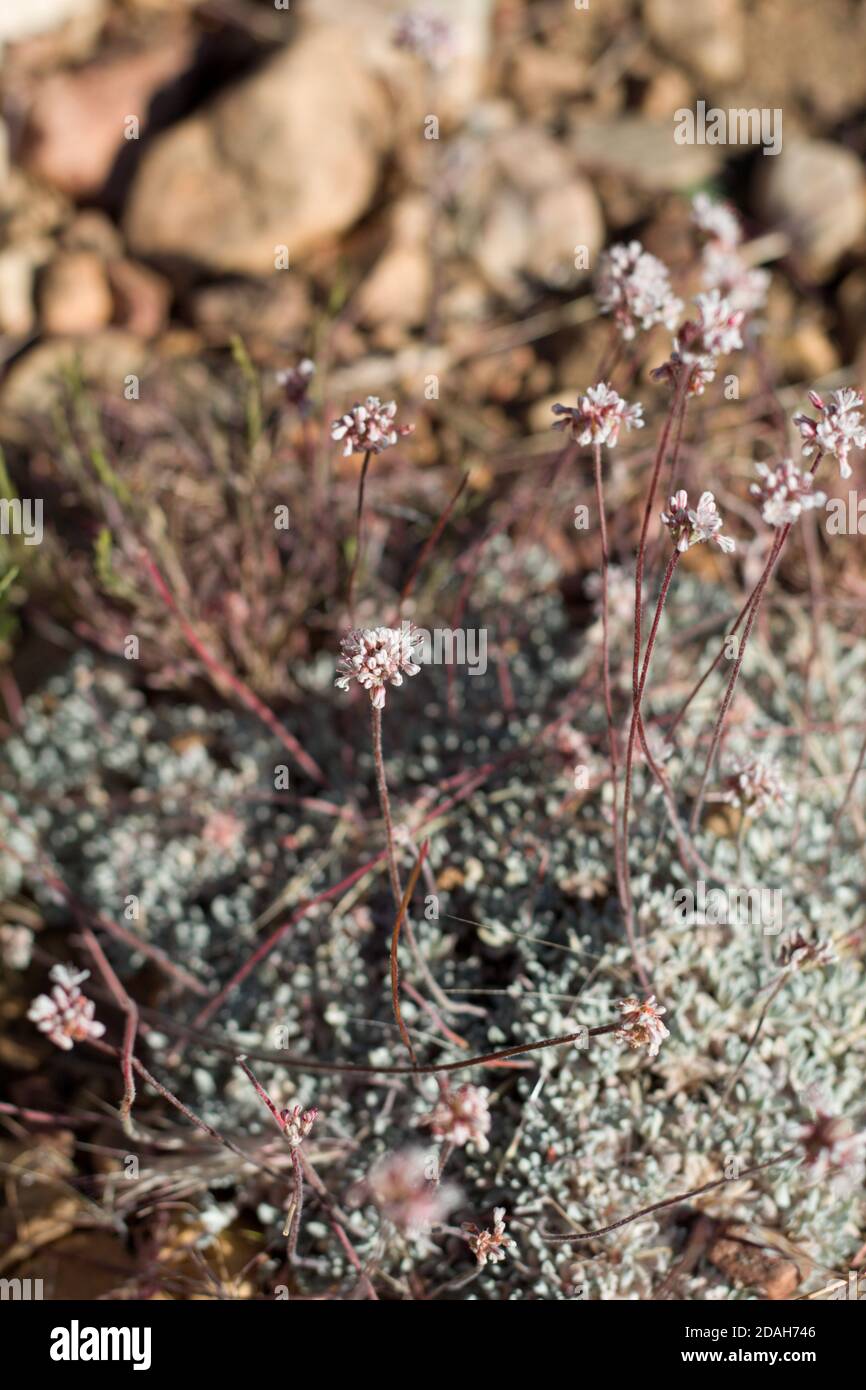 Pink inflorescences, Pebble Buckwheat, Eriogonum Kennedyi, Polygonaceae