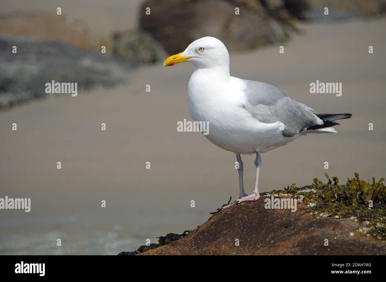 American Herring Gull (Larus smithsonianus Stock Photo Alamy
