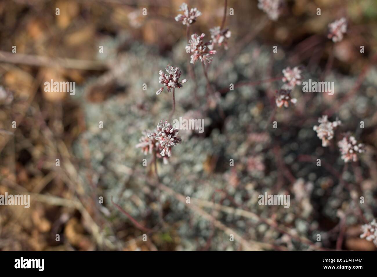 Pink inflorescences, Pebble Buckwheat, Eriogonum Kennedyi, Polygonaceae, native perennial, Baldwin Lake Reserve, San Bernardino Mountains, Summer. Stock Photo