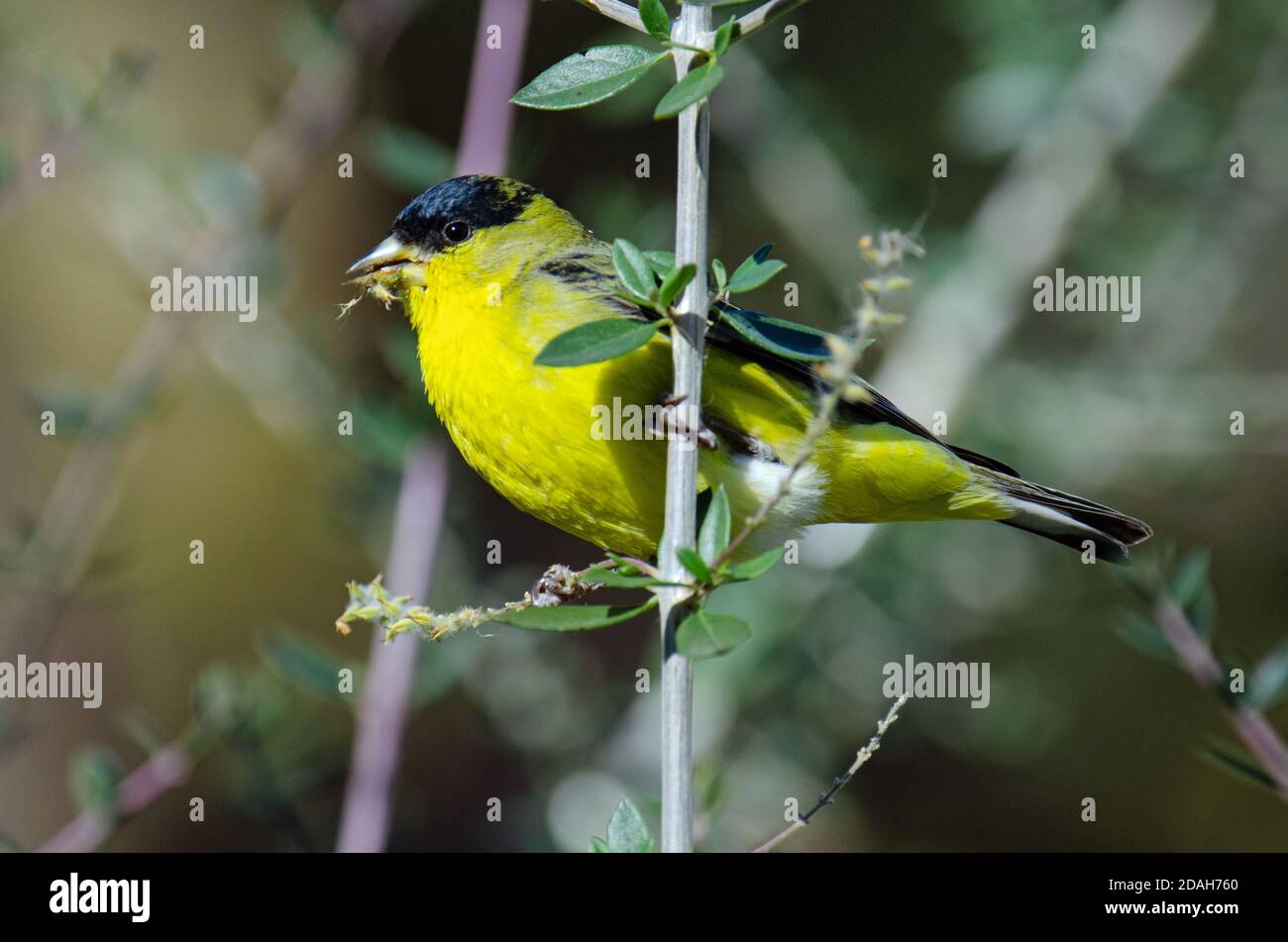 Lesser Goldfinch (Spinus psaltria) Stock Photo