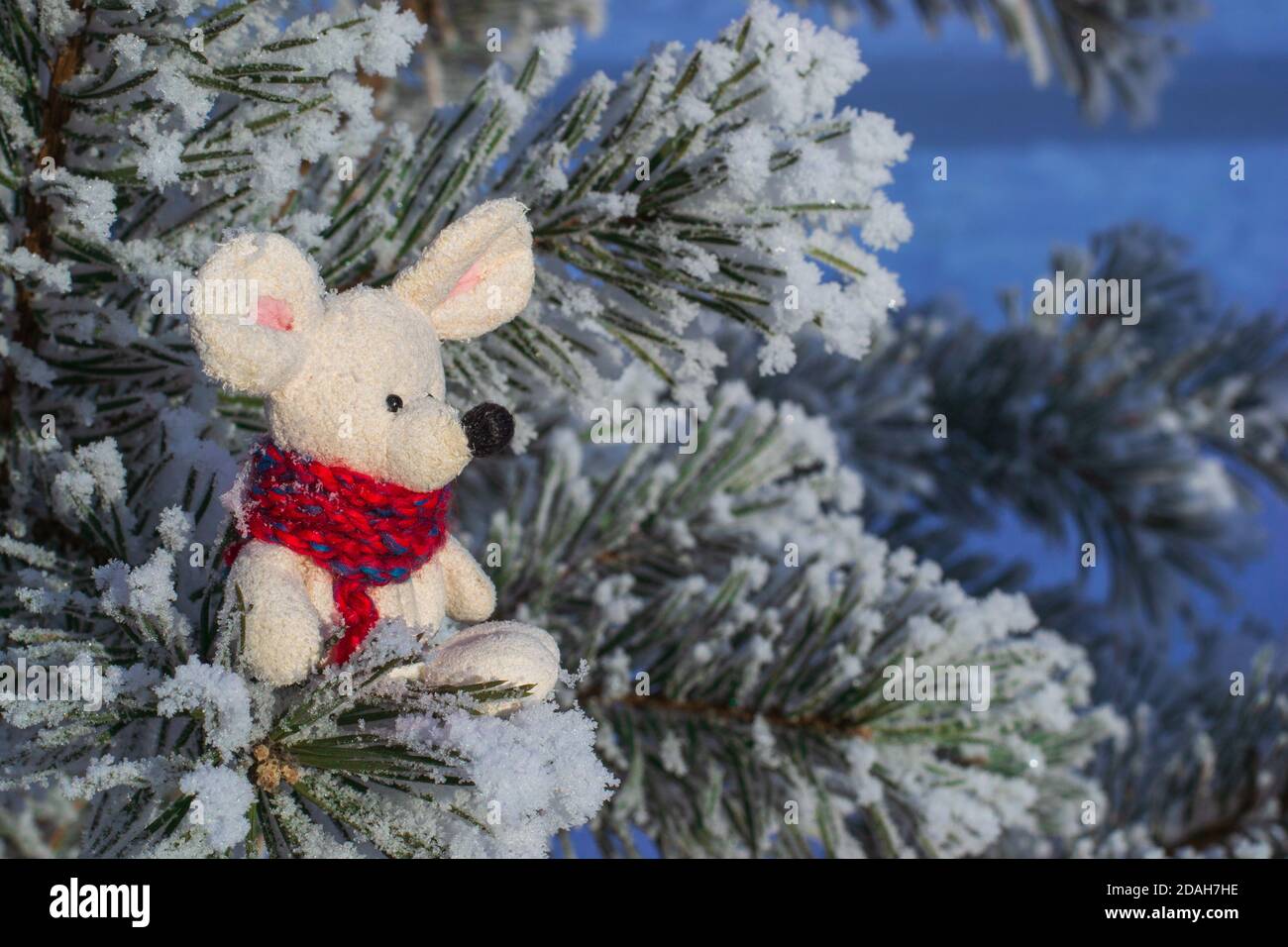 Christmas toy mouse, a symbol of the Chinese New Year. In a red knitted scarf in profile sits on snowy pine branches. Space for text. Stock Photo