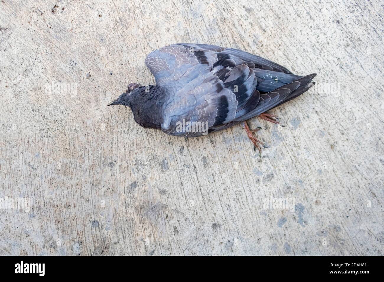 The close up photo of the dead pigeon lying on a pavement on a street