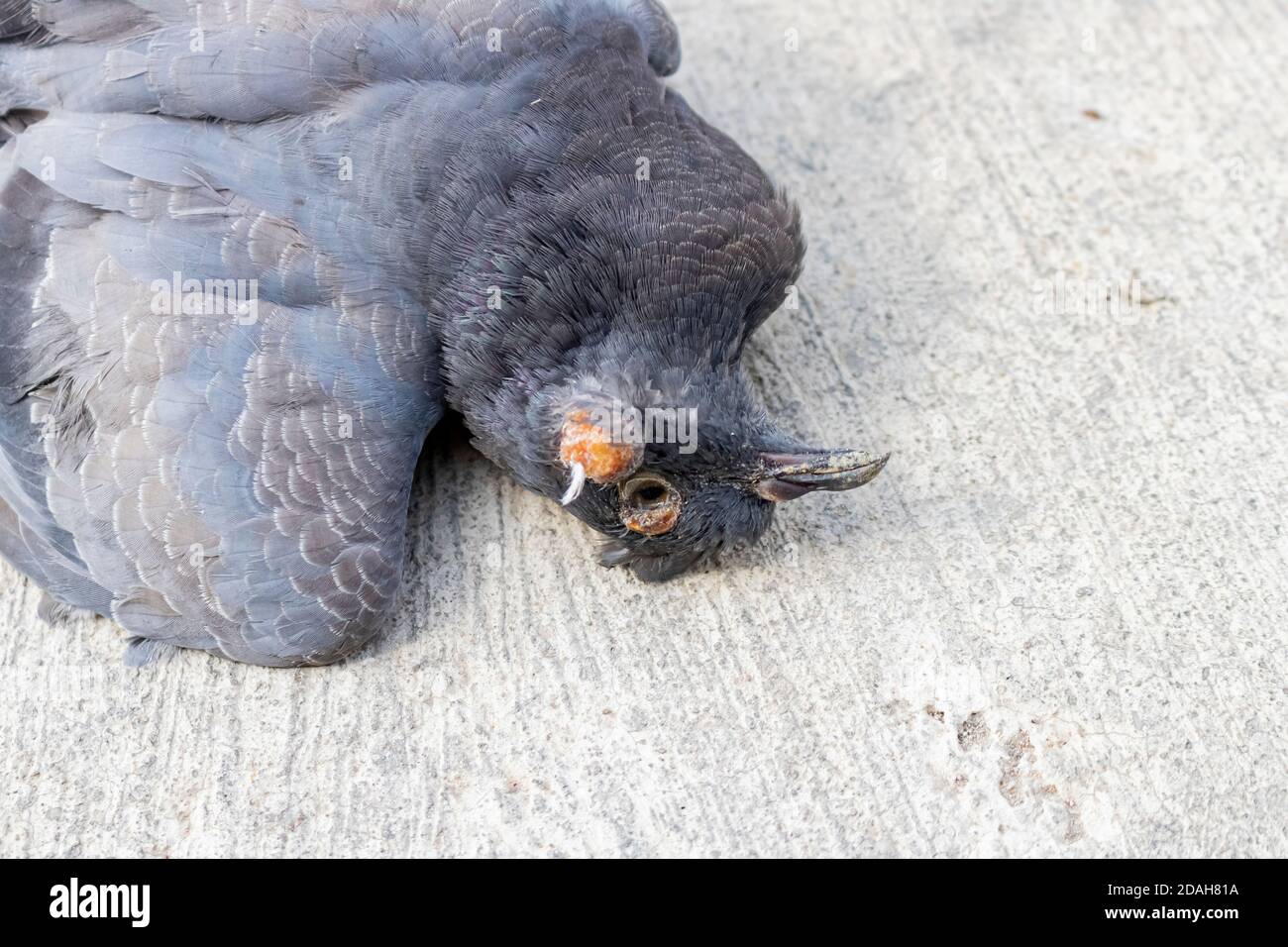 The close up photo of the dead pigeon lying on a pavement on a street