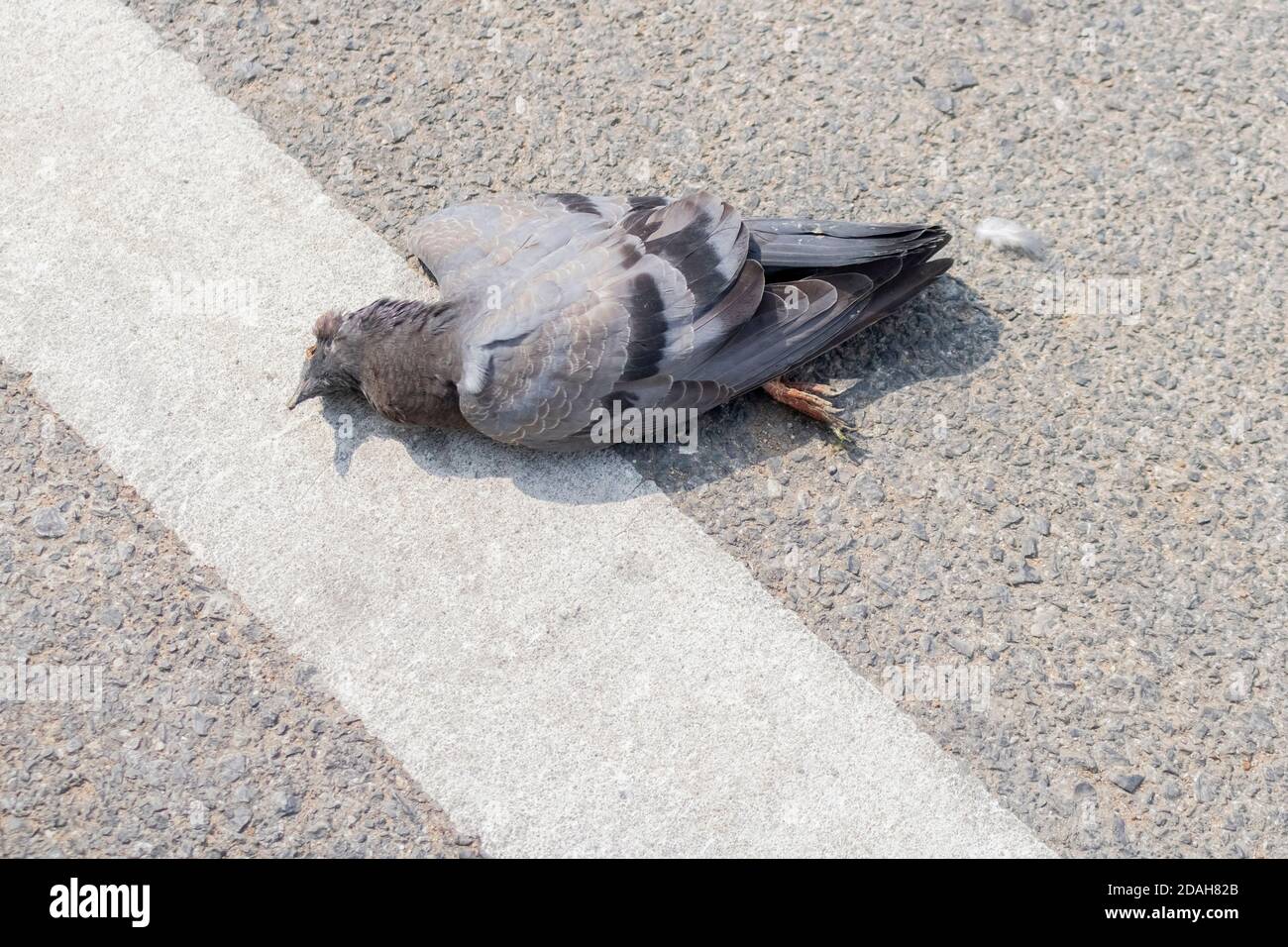 The close up photo of the dead pigeon lying on a pavement on a street Stock  Photo - Alamy