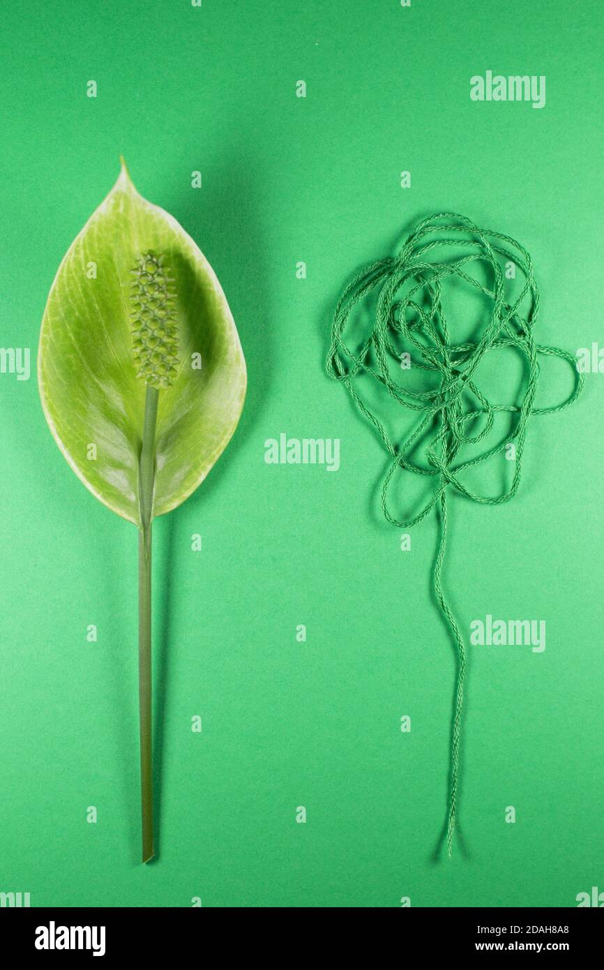 A peace lily flower next to a string outline of a flower illustrating the concept of comparison. Stock Photo
