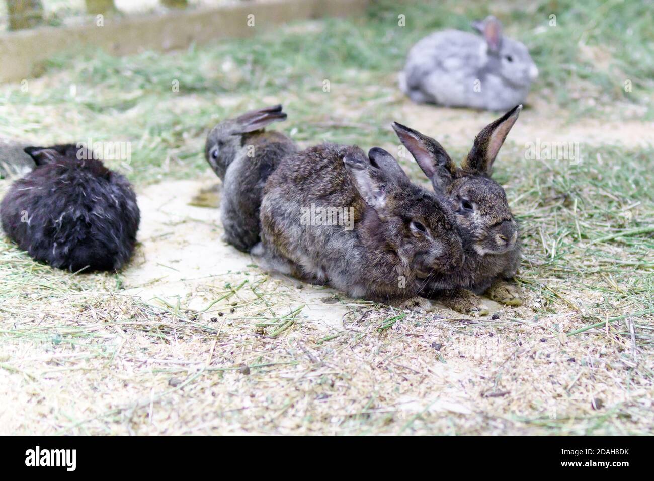 Lots of rabbits hi-res stock photography and images - Alamy
