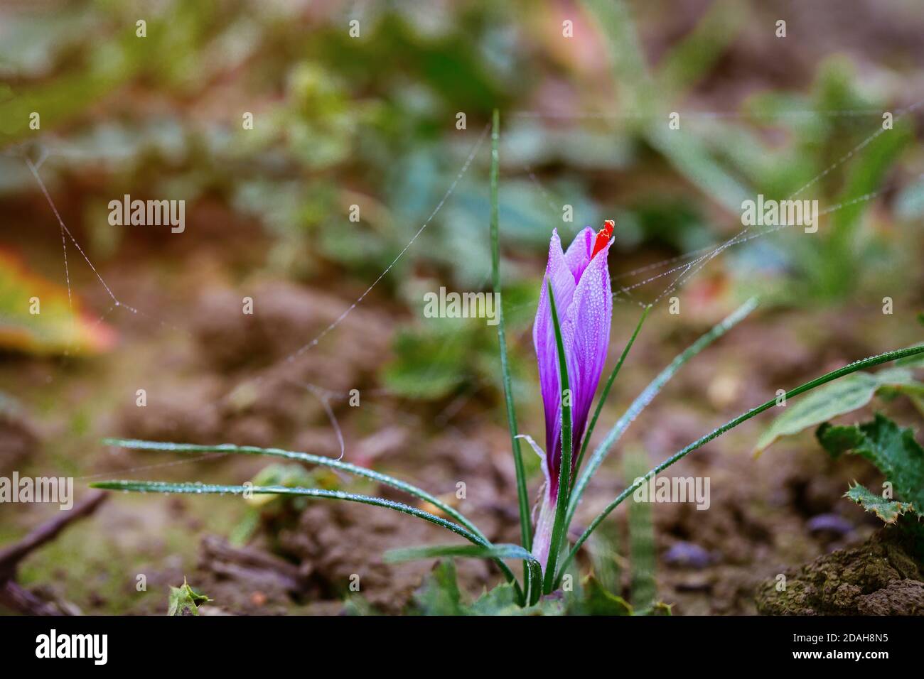 Flower saffron growing for harvest of spice. Agriculture Stock Photo