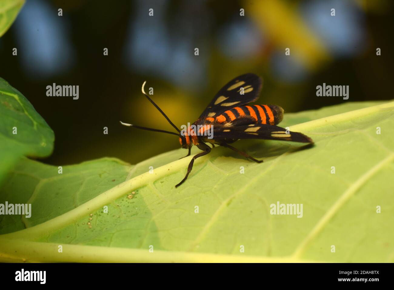 Close up photo of a wasp moth in nature Stock Photo