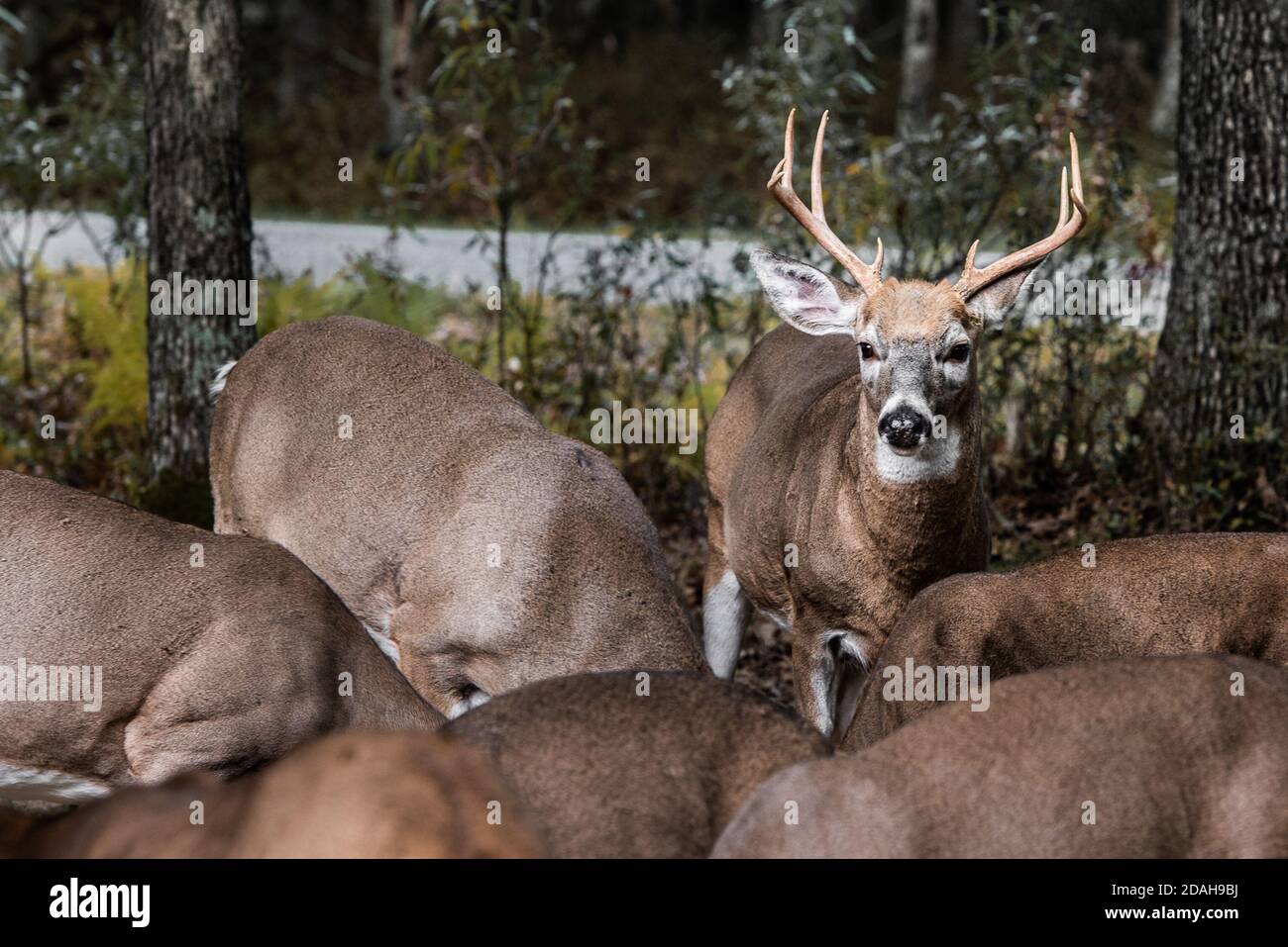 Whitetail Buck Deer with Rack Antlers Watching Over a Grazing Herd Stock Photo