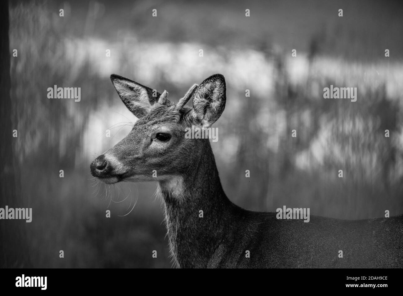 Black and White Image of a Young Whitetail Buck Deer with a Broken Antler Covered in Velvet Stock Photo