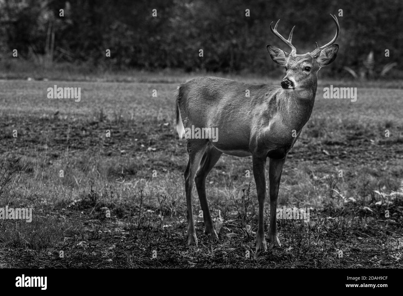 Buck Deer Black And White
